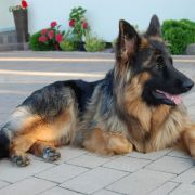 C-NELLY vom Rikor Team 