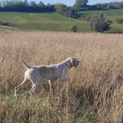 Thor de la Vallée d'Ustou