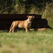 ZADYMKA Little Love Machine