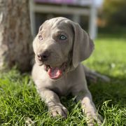 BLASER ze Stryszowskiego Boru FCI