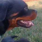 Olburd TARA DLJA OZHINA 