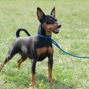  AURIKA CHERNIY TULPAN