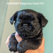 Muminek Magiczna Czerń FCI