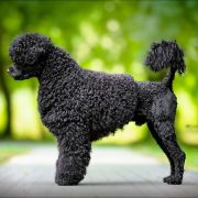 Special Vero ( FCI) CLAIRCREEK CALL ME WINNER