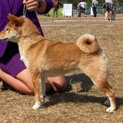 GEISYUKU SAKAMOTO Subarashii