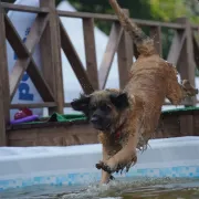 AMBER VITKENNEL ANANDA DEVI