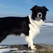 Windrift (FCI) DARE TO DREAM ,,MOLLIE