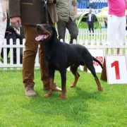 HALT (HAKER) Dziczy Łowca