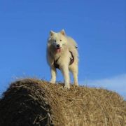 Kenventaki LOVE MY TRUE HONEYNOON