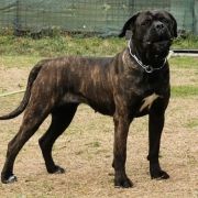 Northern Light from Kaos Clan 