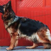 Xywa z Zielonego Ursynowa