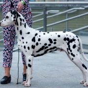 C.I.B. THE ALCHEMIST Dinaradals 