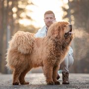 WHISKEY COLA FAVOLA DI ORO