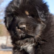 DRAGE DRAKE Airawata