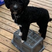 Aussie Welkope CZAS NA LUNCH