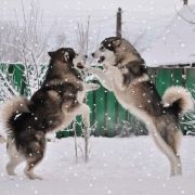 Action to Win Parker Mordechai 