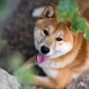 AMBASSADOR Sunichiban