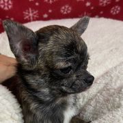 DAFNE Z Ogrodu FaunyFCI