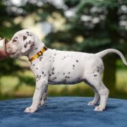 BAJKA z Łaciatej Krainy - zarezerwowana 