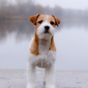 CANDY COVER GIRL HEAVENLY-BLESSING