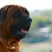 ISAMU Mazurski Samuraj