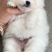 Bridget Best Of Poms