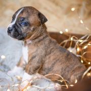 TIMON Because of Crazy Time 