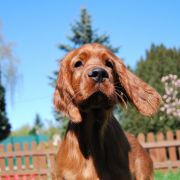 ETERNIA PANTHOR Ginger State of Mind