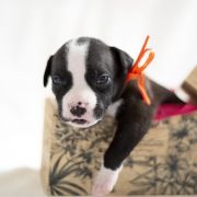 MARTUSIA Zealous Heart