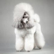 DAENERYS Angelino Mini 3