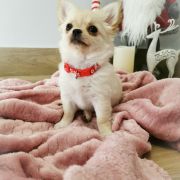 DAENERYS z Dorzecza FCI 