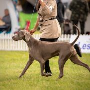 FILOMENA Psi Folwark