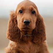 Gorgeus Wind of Love 