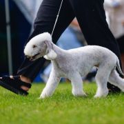 DAFNE DIANOND LAMB FCI