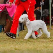 DAFNE DIANOND LAMB FCI