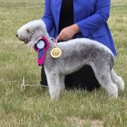 DAFNE DIANOND LAMB FCI