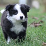 DAGON from Vistula Gorge