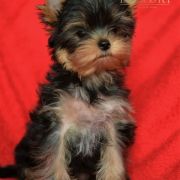 DAIQUIRI ORGINAL Indorado FCI