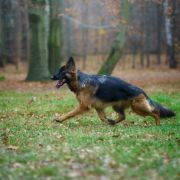 Daisy vom Haus Salek