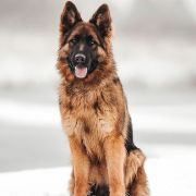 DAISY von Wolfsbande FCI 