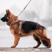 DAISY von Wolfsbande FCI 