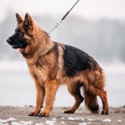 DAISY von Wolfsbande FCI 