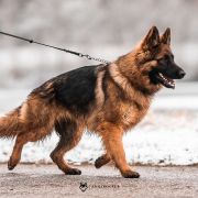 DAISY von Wolfsbande FCI 