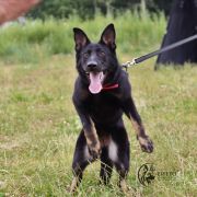 DAKOTA vom Peiner Burgpark