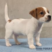 DALI Herbu Piorun (FCI)