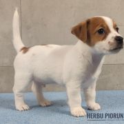 DALI Herbu Piorun (FCI)