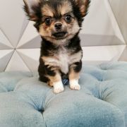 DALLA z Dorzecza FCI 