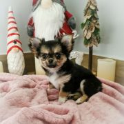 DALLA z Dorzecza FCI 