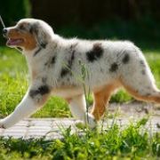 Damani Dream NO ONE ELSE 2