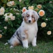 Damani Dream NO ONE ELSE 4